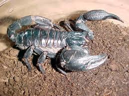 selenocosmia javanensis + asian forest scorpions