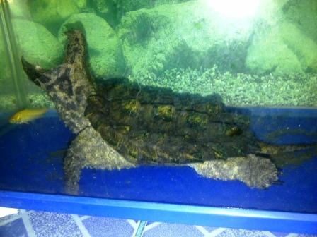 KURA ALIGATOR BANDUNG