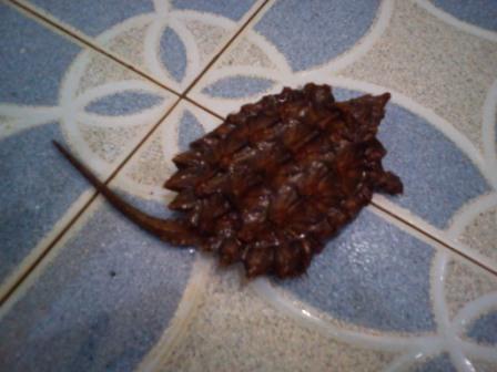 KURA ALIGATOR BANDUNG