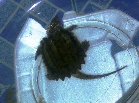 KURA ALIGATOR BANDUNG