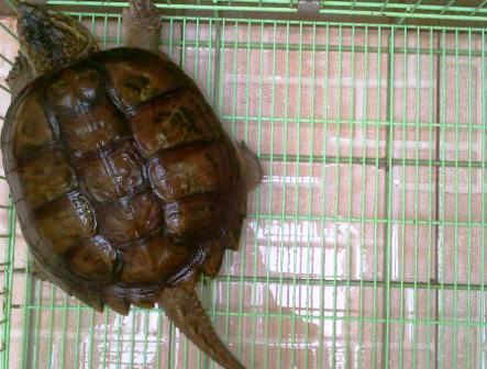 KURA ALIGATOR BANDUNG