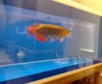 Arwana Super red ukuran 10 cm - 085-696-616-015
