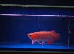 Arwana Super red ukuran 10 cm - 085-696-616-015