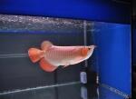 Arwana Super red ukuran 10 cm - 085-696-616-015