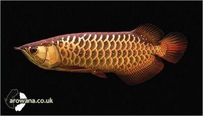 Jenis-Jenis ikan arwana