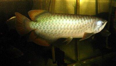 Jenis-Jenis ikan arwana