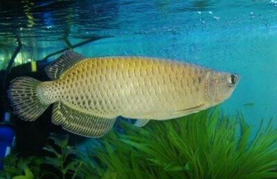 Jenis-Jenis ikan arwana