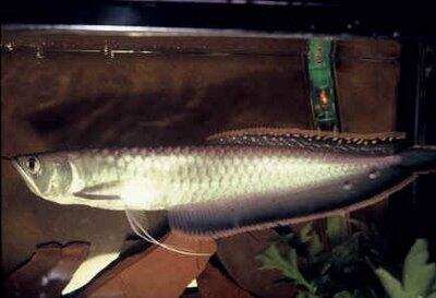 Jenis-Jenis ikan arwana