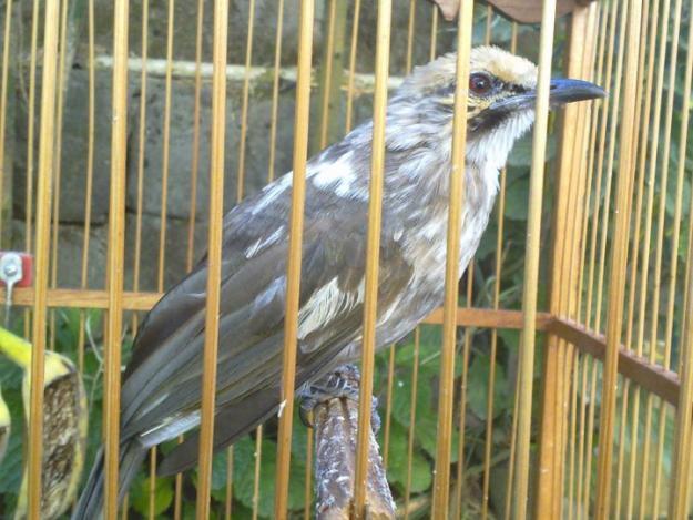 Sepasang cucak rowo - info 085-696-616-015
