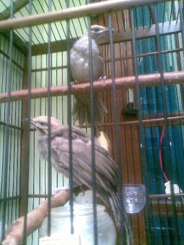 Sepasang cucak rowo - info 085-696-616-015