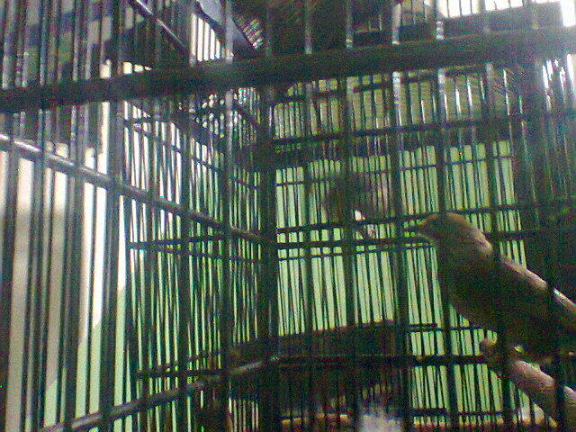 Sepasang cucak rowo - info 085-696-616-015