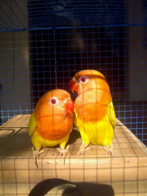Love bird-lutino mata merah-085-696-616-015