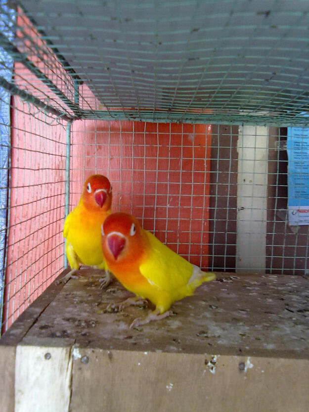 Love bird-lutino mata merah-085-696-616-015