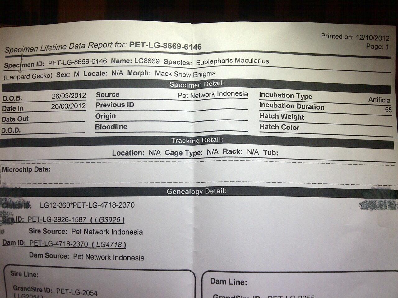Jual gecko