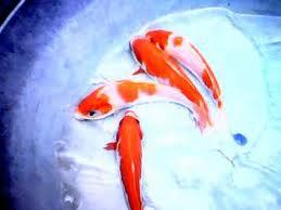 di jual ikan koi