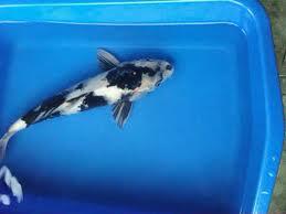 di jual ikan koi