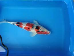 di jual ikan koi