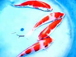 di jual ikan koi
