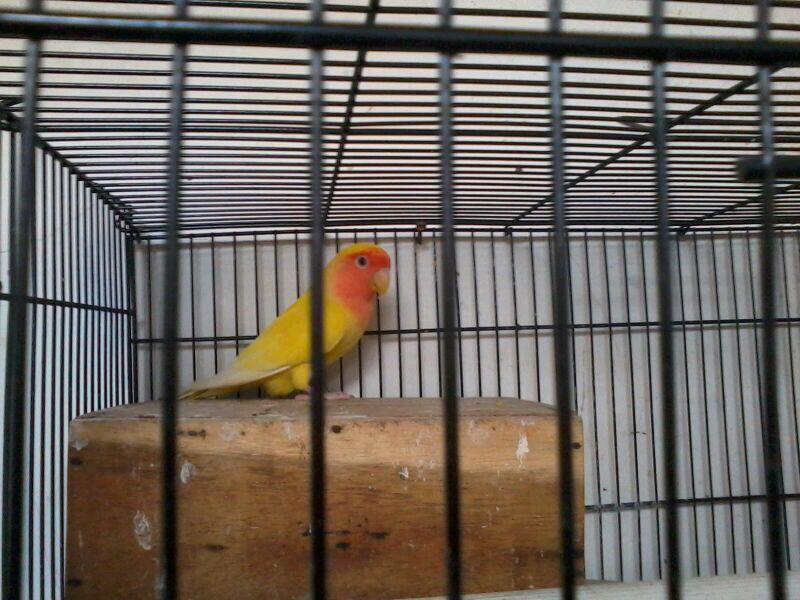 SEPASANG LoveBird LUTINO(malang)