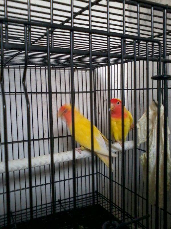 SEPASANG LoveBird LUTINO(malang)