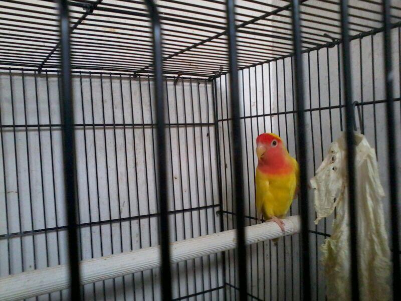 SEPASANG LoveBird LUTINO(malang)