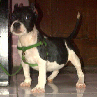 pitbull puppies murah berkualitas line ok