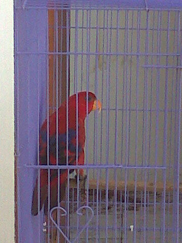 burung nuri