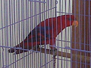 burung nuri