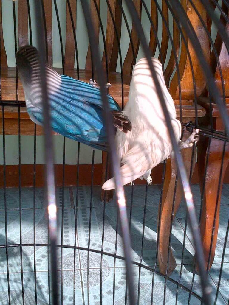 love bird pastel putih, biru dakocan, olive