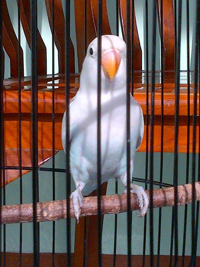 love bird pastel putih, biru dakocan, olive