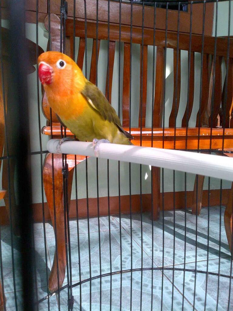 love bird pastel putih, biru dakocan, olive