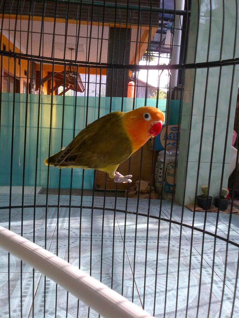love bird pastel putih, biru dakocan, olive