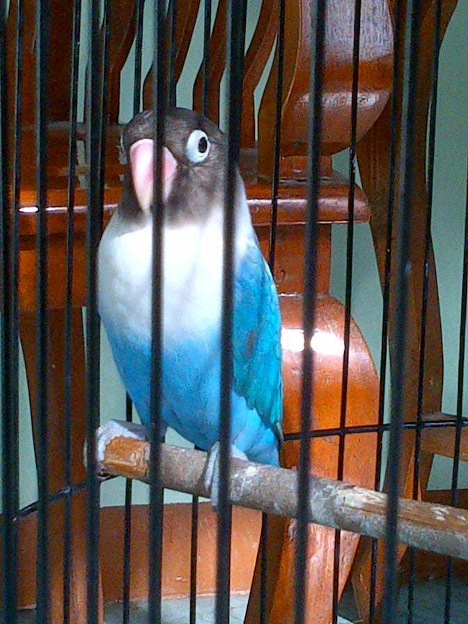 love bird pastel putih, biru dakocan, olive