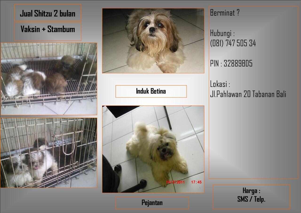 shihtzu puppy area BALI