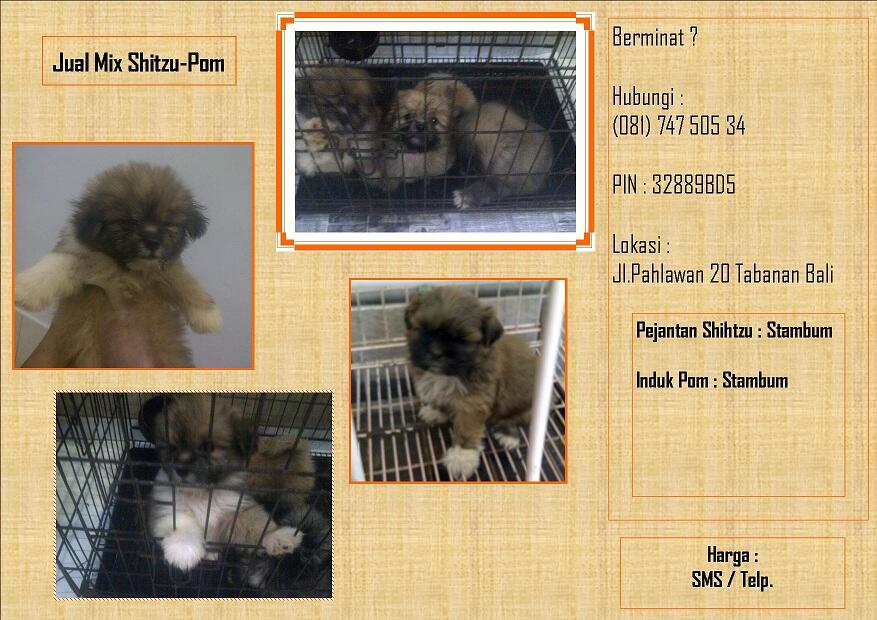 mix pom x shihtzu