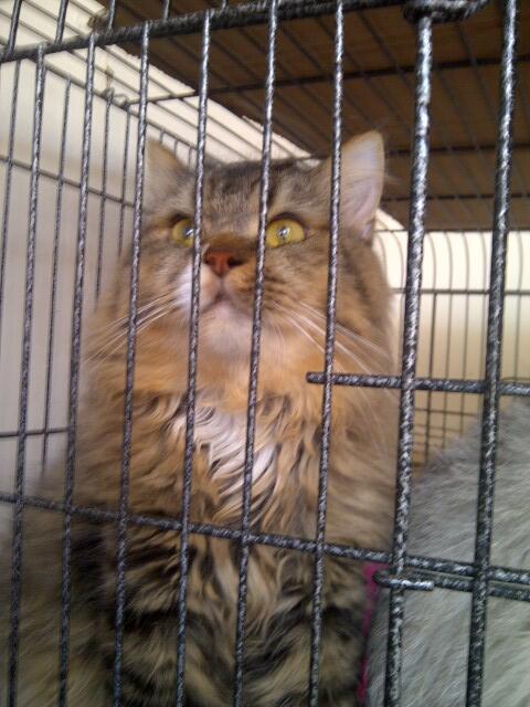 Jual kucing Anggora