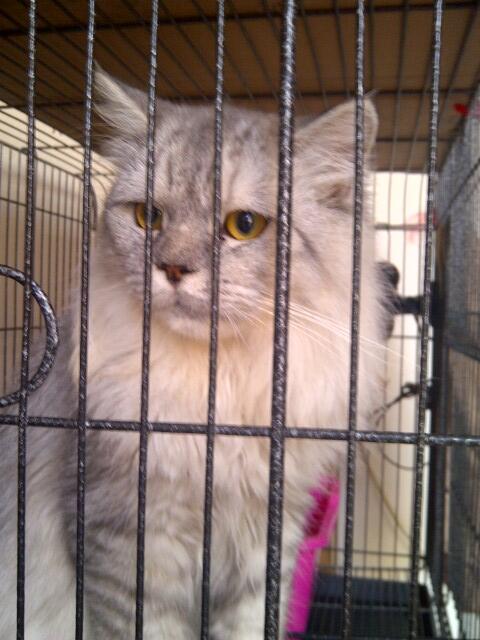 Jual kucing Anggora