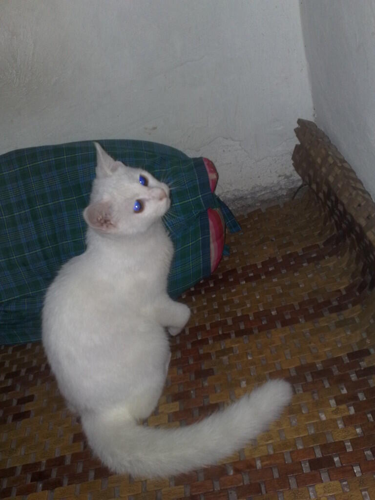 Kucing Persia MaLe White SoLid Murmer