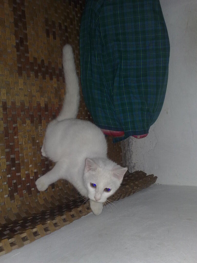 Kucing Persia MaLe White SoLid Murmer