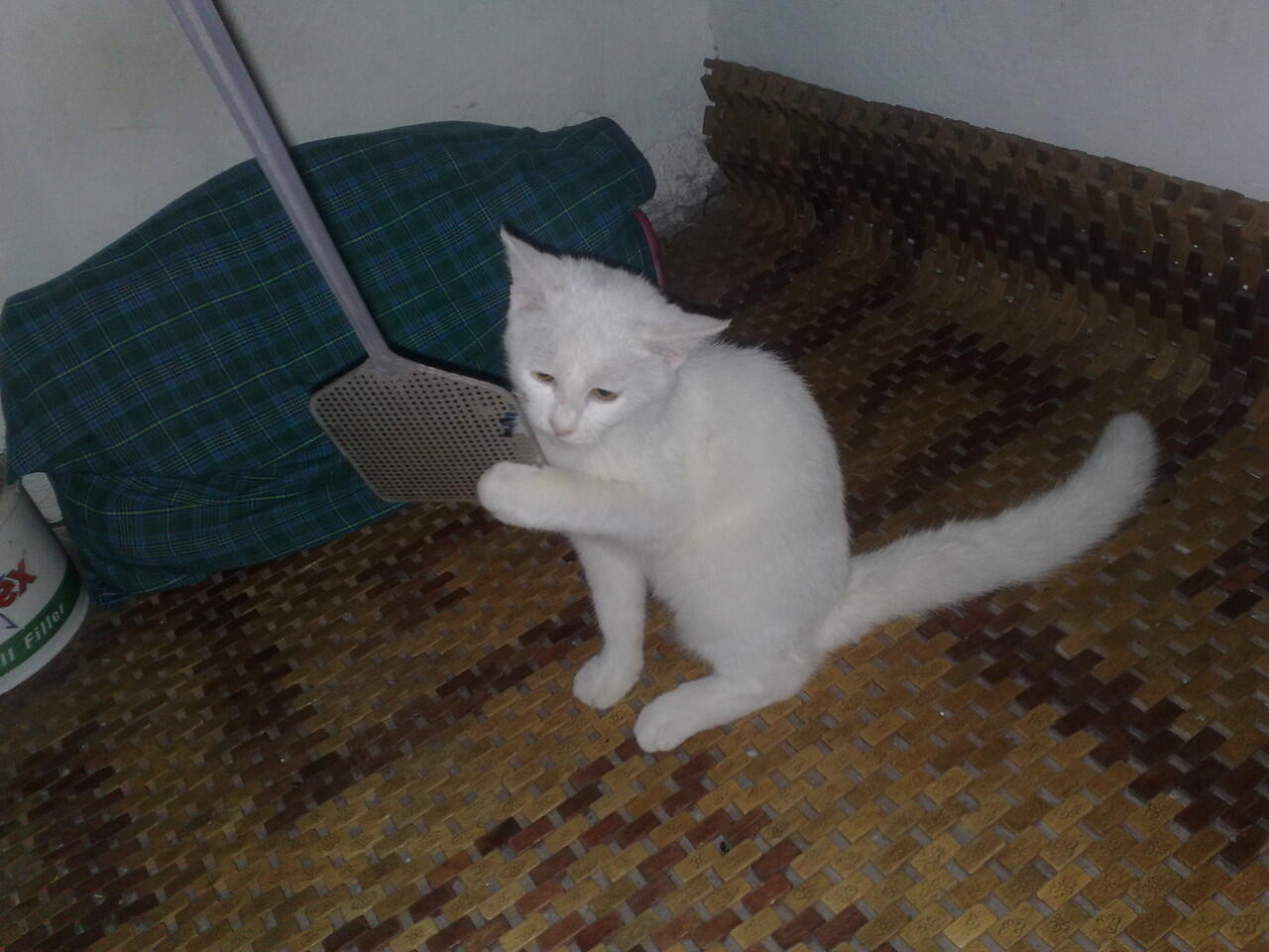 Kucing Persia MaLe White SoLid Murmer