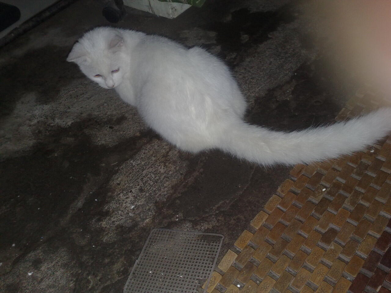 Kucing Persia MaLe White SoLid Murmer