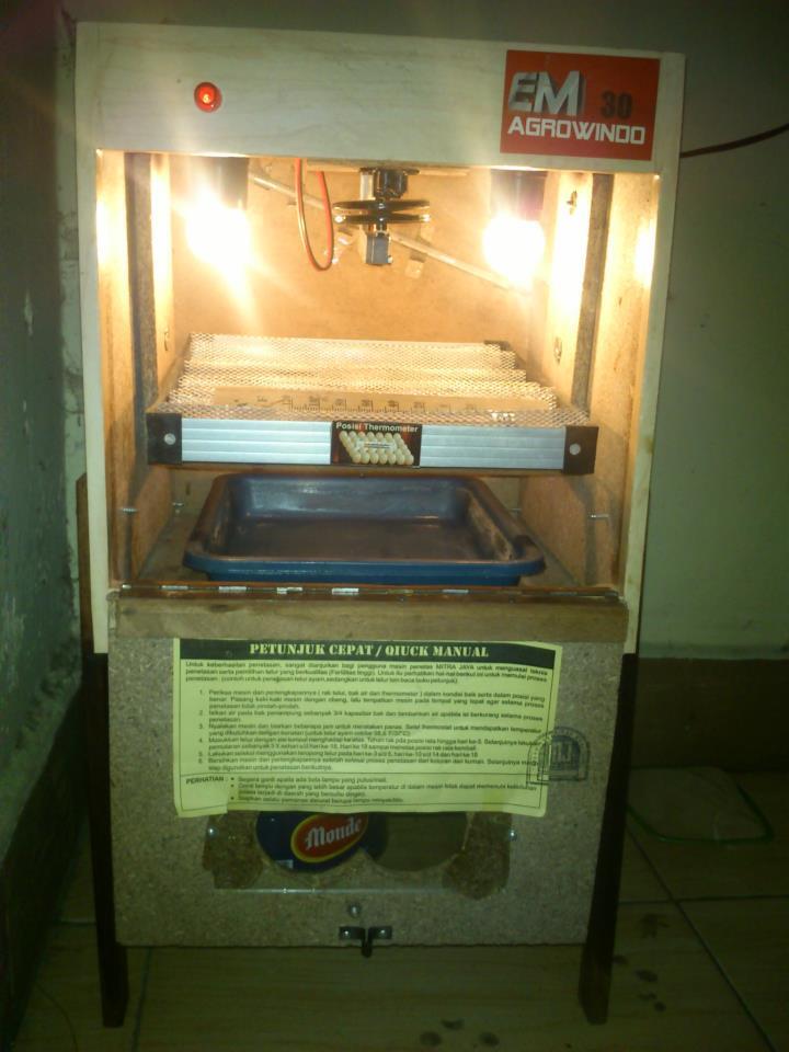 jual penetas telur