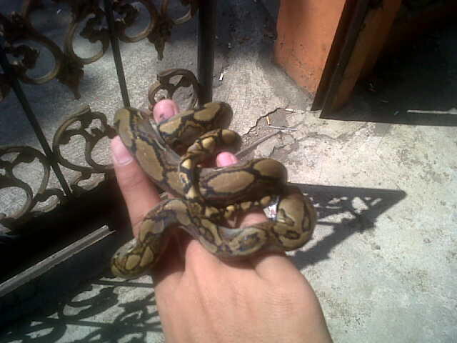 jual baby retic jawa CB bogor ajib dahhh :D