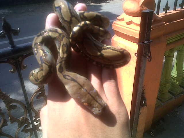 jual baby retic jawa CB bogor ajib dahhh :D