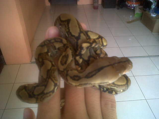 jual baby retic jawa CB bogor ajib dahhh :D