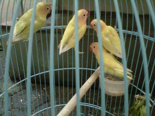 Terjual Burung Lovebird Paskun Kaskus