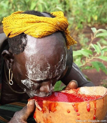 Warning &quot;Sekali lagi yang merasa jijik ga usah masuk yaaa&quot; TRADISI MINUM DARAH SAPI..