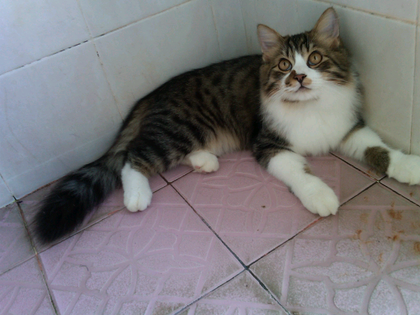 kucing persia (kitten)