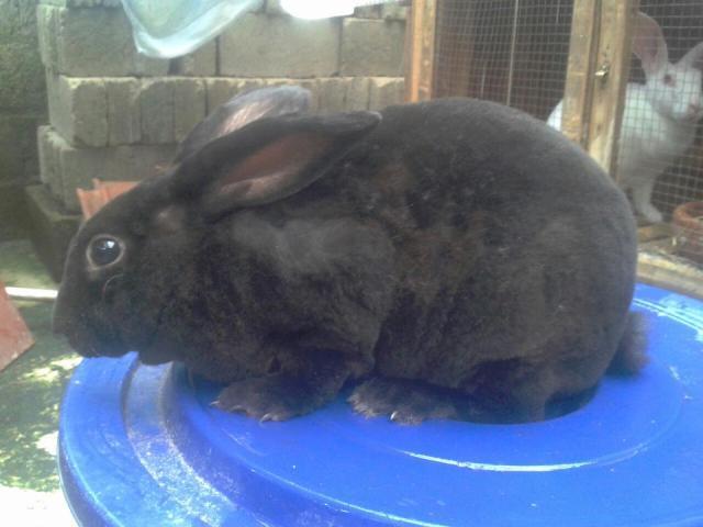 For Sale Kelinci Rex