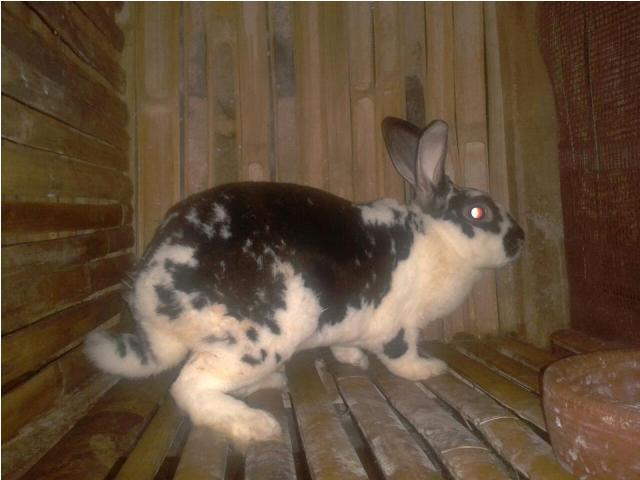 For Sale Kelinci Rex